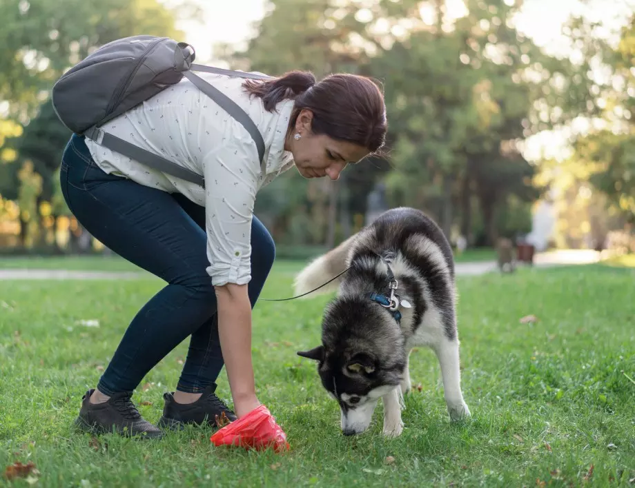 Закон в Италия: Да се прави ДНК тест на кучета, за да е ясно кой стопанин не е чистил след тях