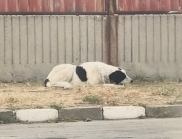 Становище на община Асеновград по казуса с починалите животни