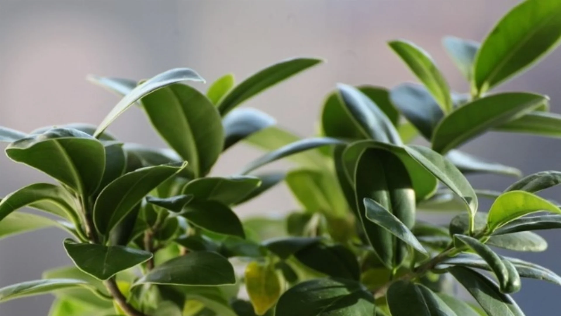 Безсъние и болести: Избягвайте тези 7 растения в дома си