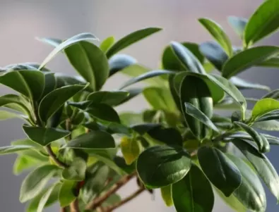 Безсъние и болести: Избягвайте тези 7 растения в дома си
