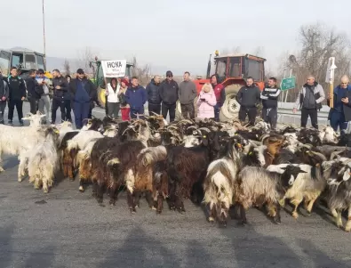 Блокада с кози: Фермерите изкараха стадо на магистрала “Струма“ 