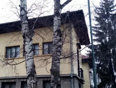 Маркираха опасните дървета в община Самоков