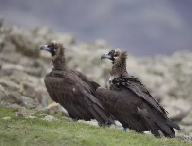 Черни лешояди заеха гнезда в Източните Родопи за пръв път след повече от 30 години