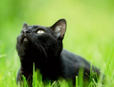 На кои зодии черна котка няма да мине път през април - късметът е с тях