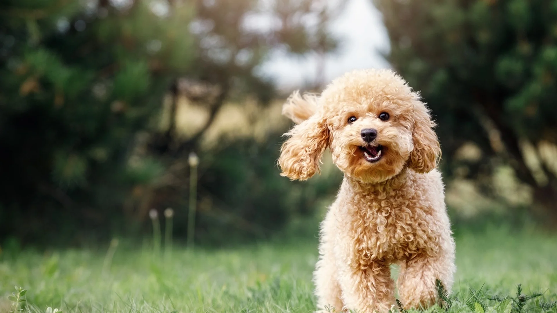 Прогноза за времето - 21 март 2024 г. (четвъртък)