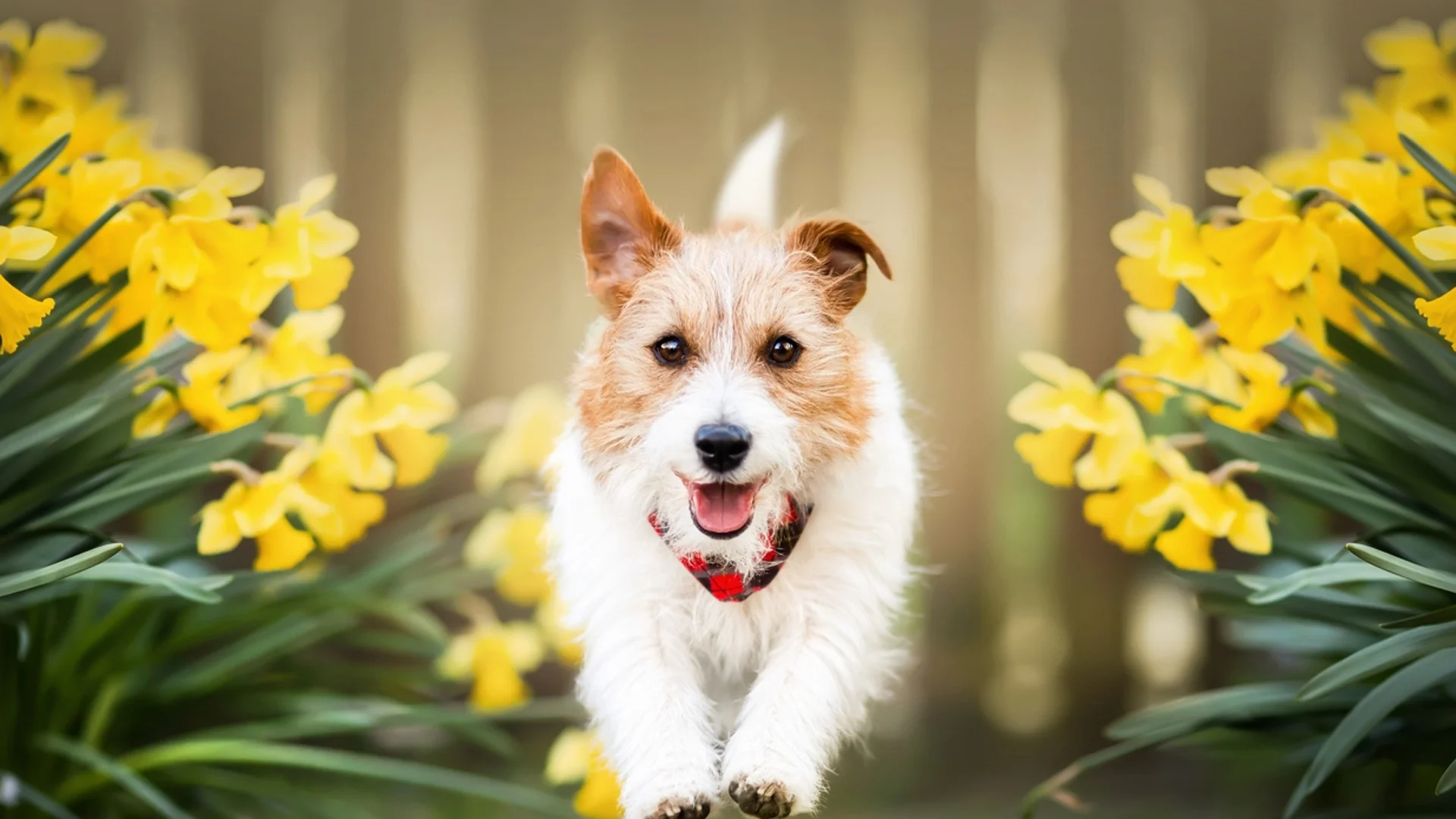 Експерт: Тези цветя могат да докарат инфаркт на кучето ви