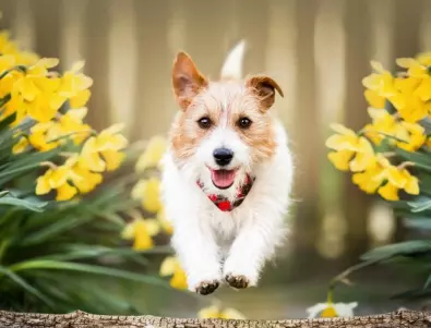 Експерт: Тези цветя могат да докарат инфаркт на кучето ви