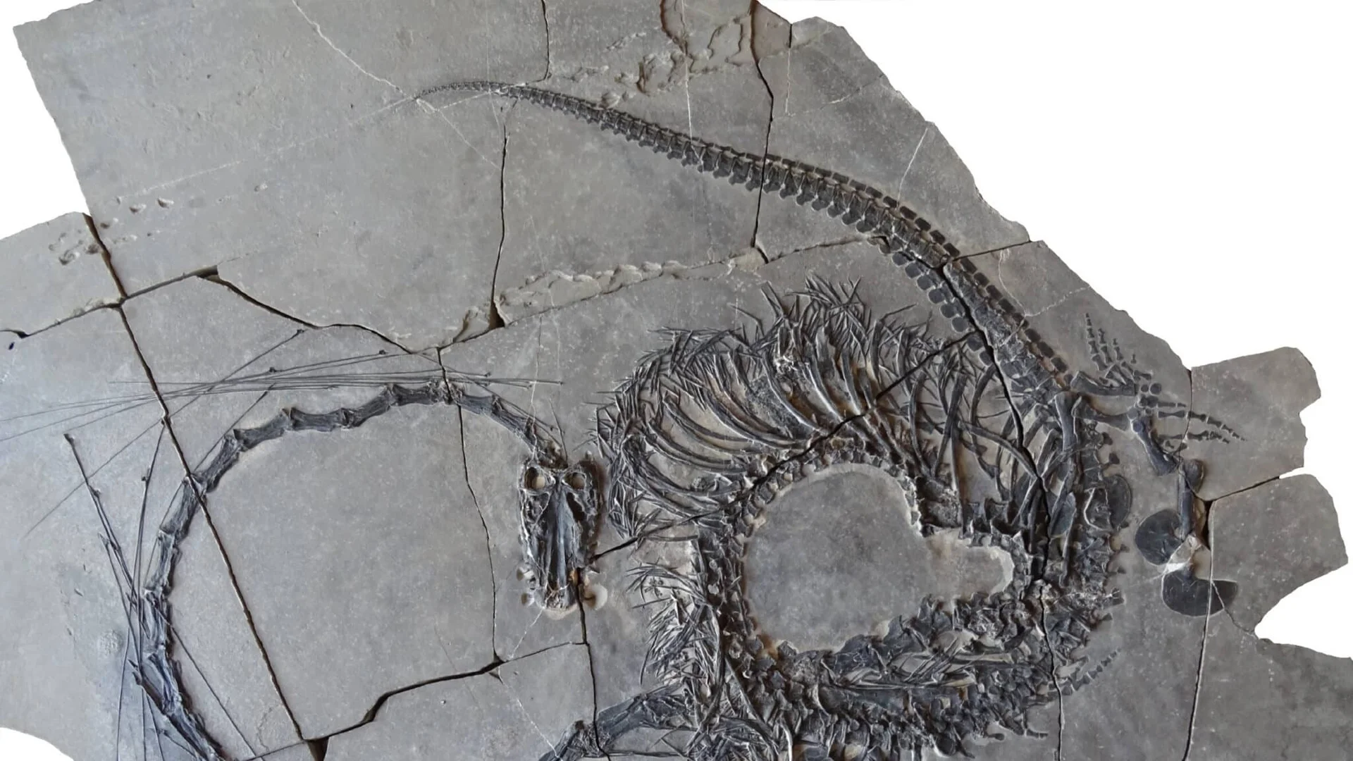 Палеонтолози описаха скелета на "китайски дракон"