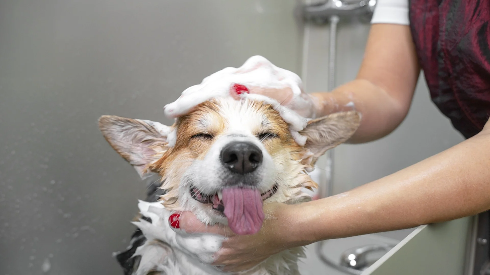Как да научим кучето на хигиенни навици
