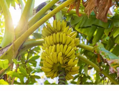 Защо климатичните промени ще правят бананите все по-скъпи? 