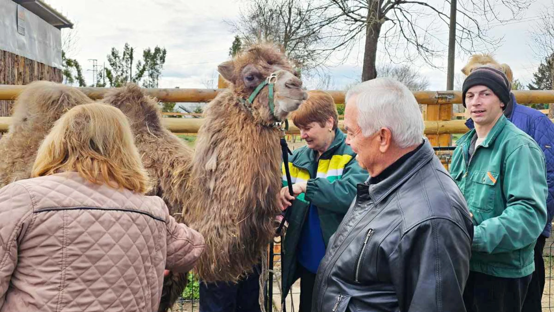 Хората в Павликени си имат камила (СНИМКИ)