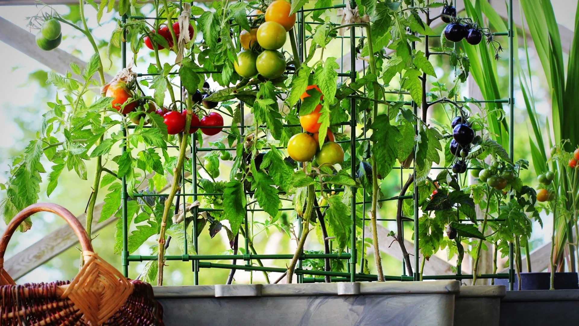 Колко дни след цъфтеж узряват доматите