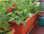 Как се отглеждат майски домати БЕЗ оранжерия? 