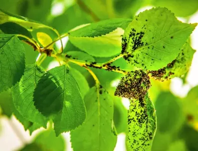 6 растения, които са ефективни срещу листни въшки 