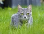Опасни растения за котките, които се намират във всяка цветна леха