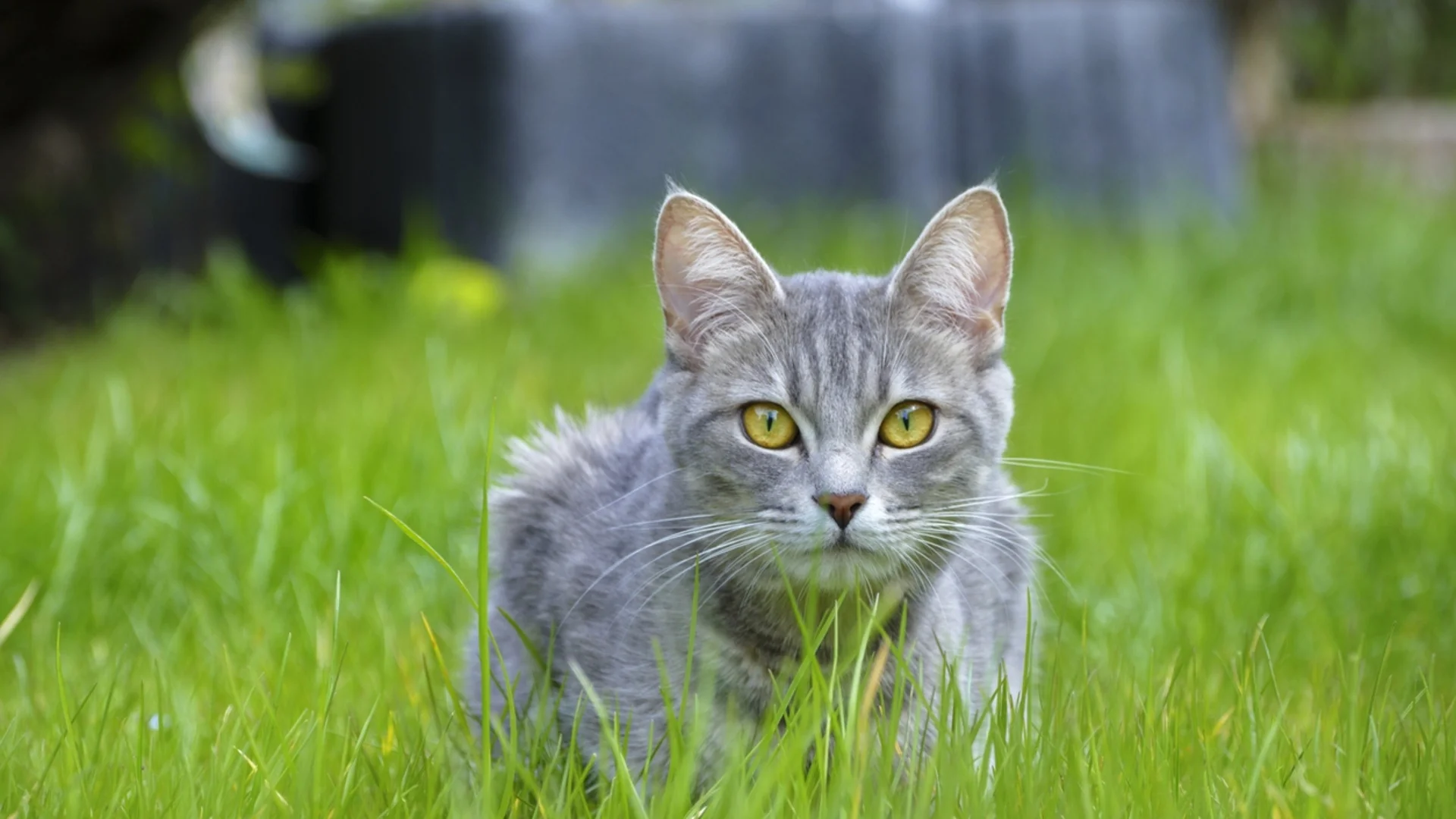 Опасни растения за котките, които се намират във всяка цветна леха