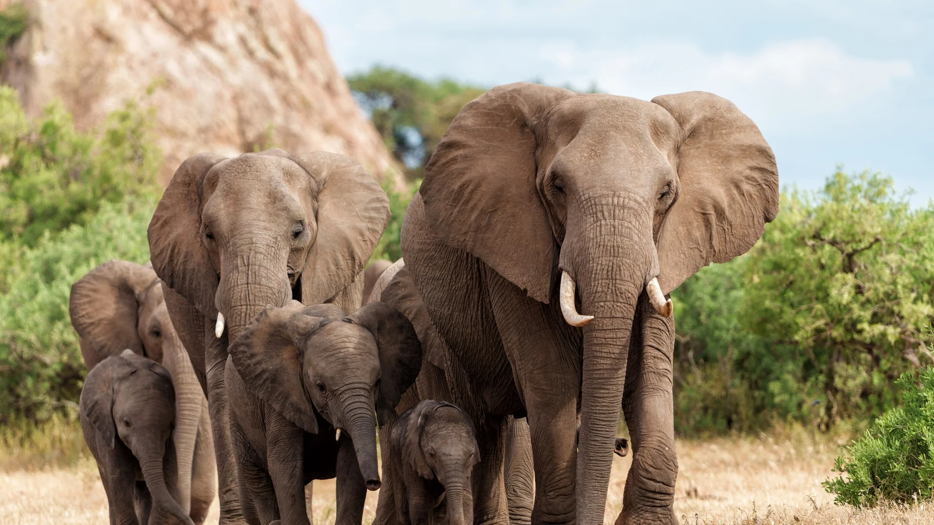 Слон уби 80-годишна туристка в Замбия (ВИДЕО)