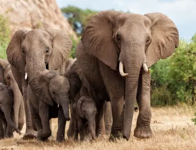 Слон уби 80-годишна туристка в Замбия (ВИДЕО)