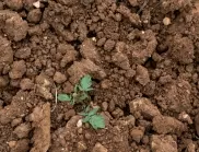 Грижа за зеленчуковата градина в зависимост от вида на почвата