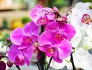 Как да НЕ поливате орхидеята - 5 грешки, заради които тя не цъфти