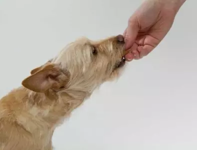 Как да отучим кученцето да хапе ръцете и краката ни?