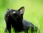 19-ти април: Късмет за Раците, но черна котка ще мине път на Девите