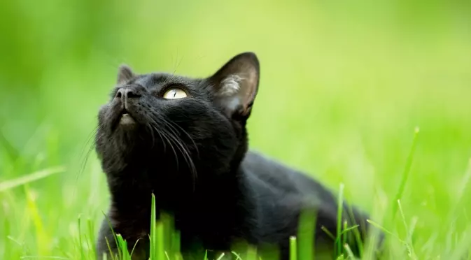 19-ти април: Късмет за Раците, но черна котка ще мине път на Девите