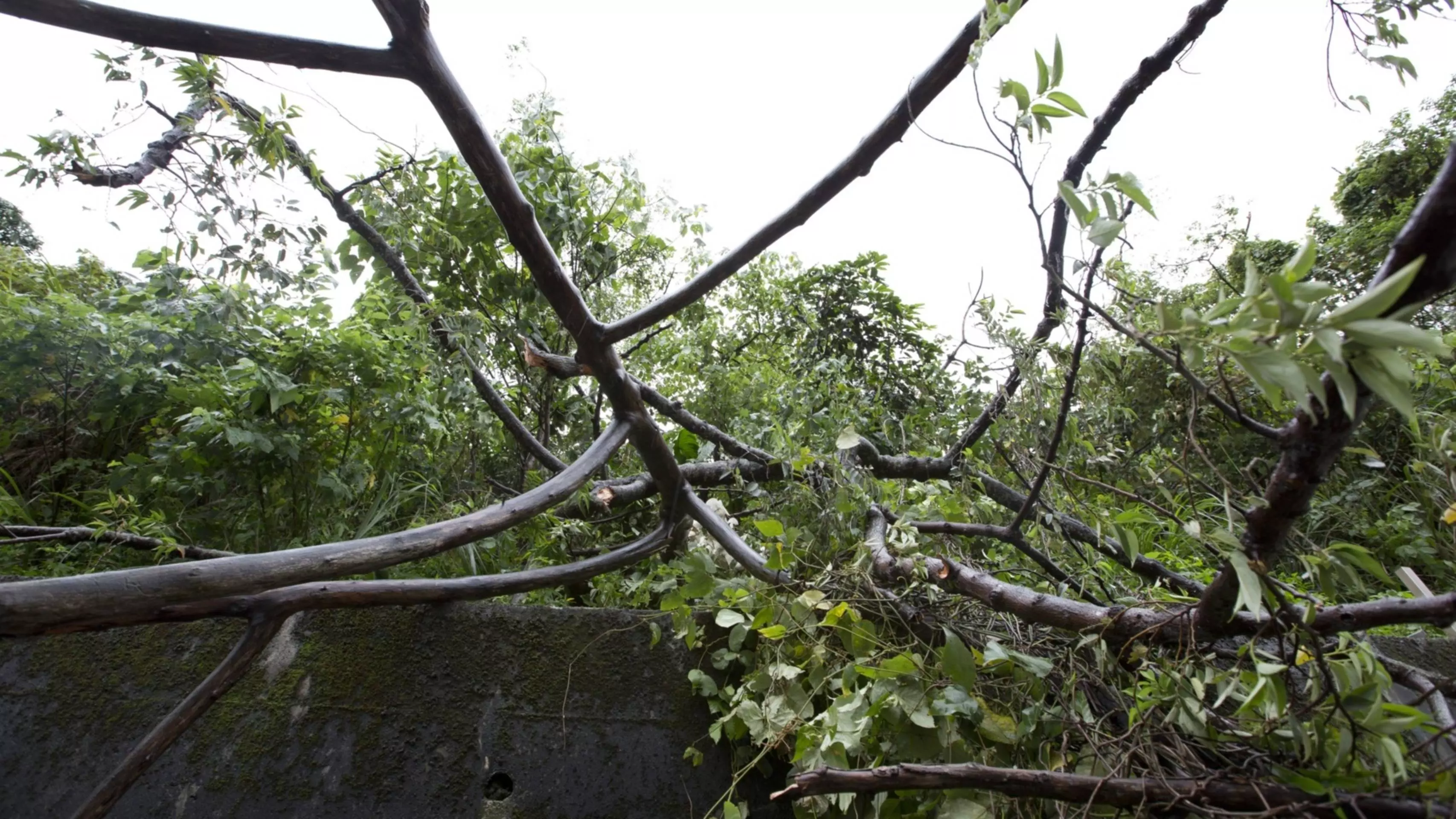 Силният вятър в Хасково събори дърво върху къща