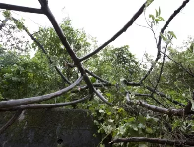 Силният вятър в Хасково събори дърво върху къща