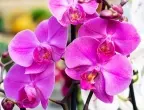 Размножаване на орхидея от листо - с този трик става лесно!