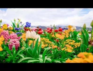 Община Пазарджик ще раздава цветя и фиданки срещу отпадъци на 20 април