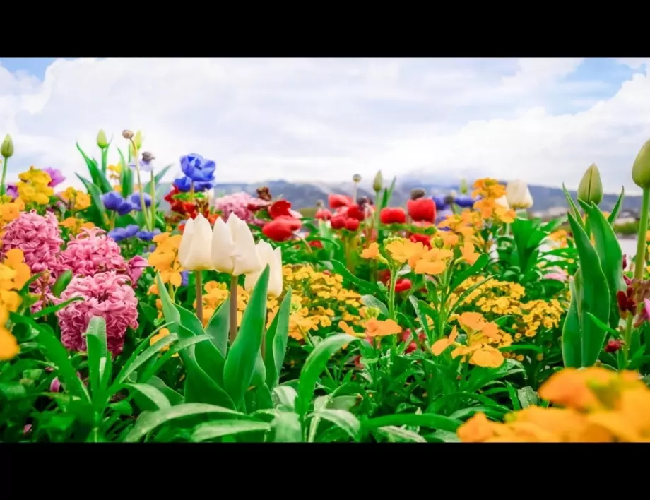 Община Пазарджик ще раздава цветя и фиданки срещу отпадъци на 20 април
