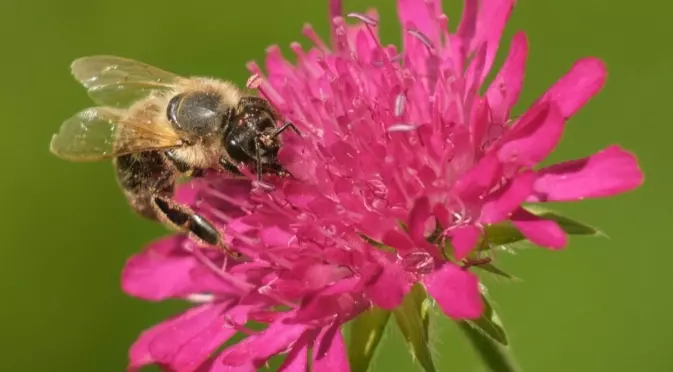 При ужилване от пчела - ето какво да направим първо