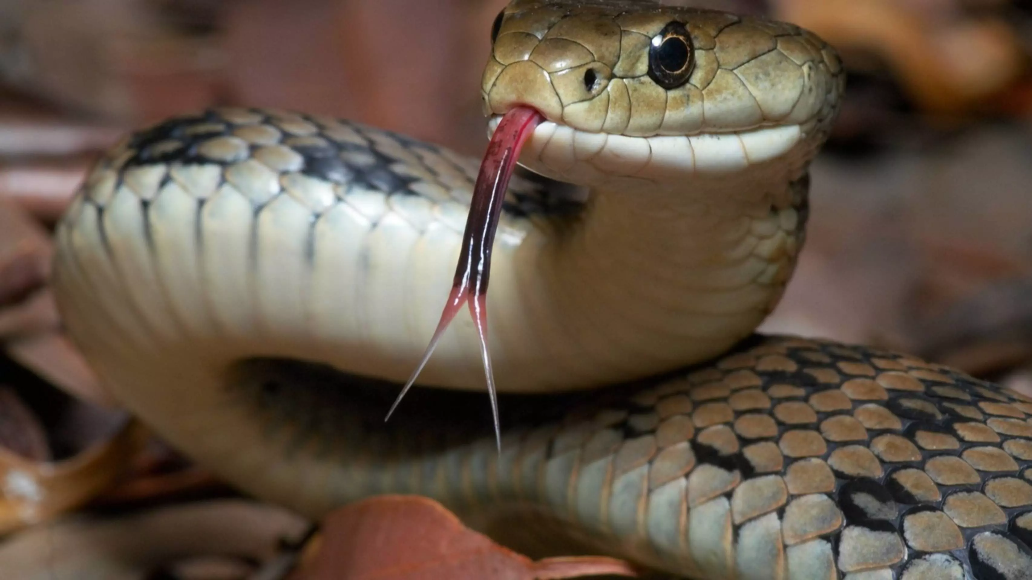Змия ухапа директора на зоопарка в Одеса (СНИМКИ)