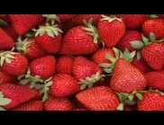 Торене на ягодите с йод - ето как се прави