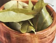 Как се прави размножаване на дафинов лист?
