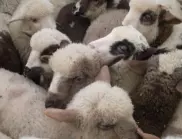 Опразниха кошарата на човека: Откраднаха овце и агнета във Врачанско