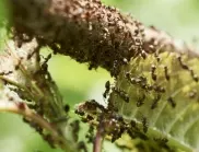 Няколко капки от това и в градината ви няма да остане нито една мравка