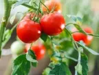 С какво е подходящо да подсилим разсад домати?