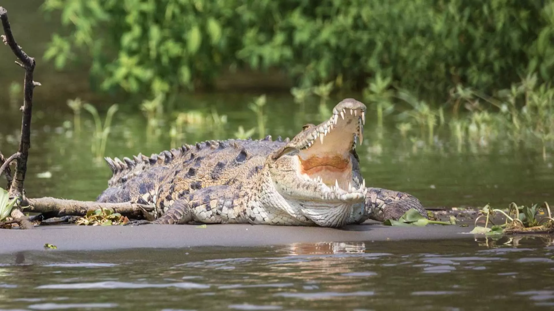 Иранските власти предупреждават: Внимавайте за крокодили