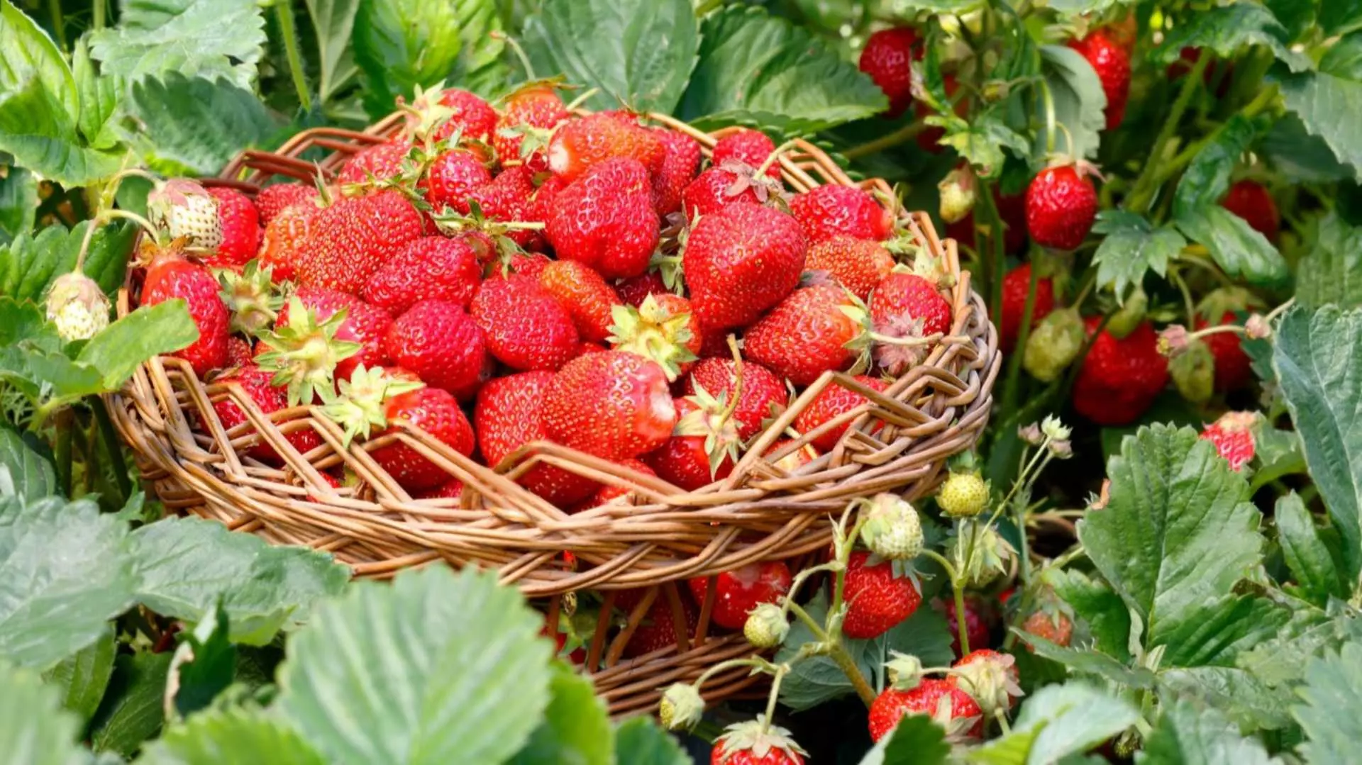Поливане на ягодите - как е правилно да се прави