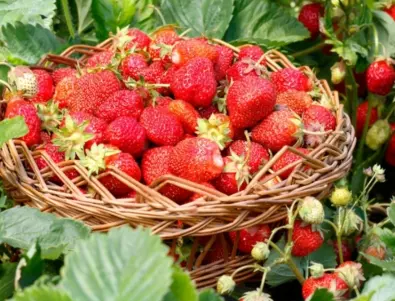 Поливане на ягодите - как е правилно да се прави