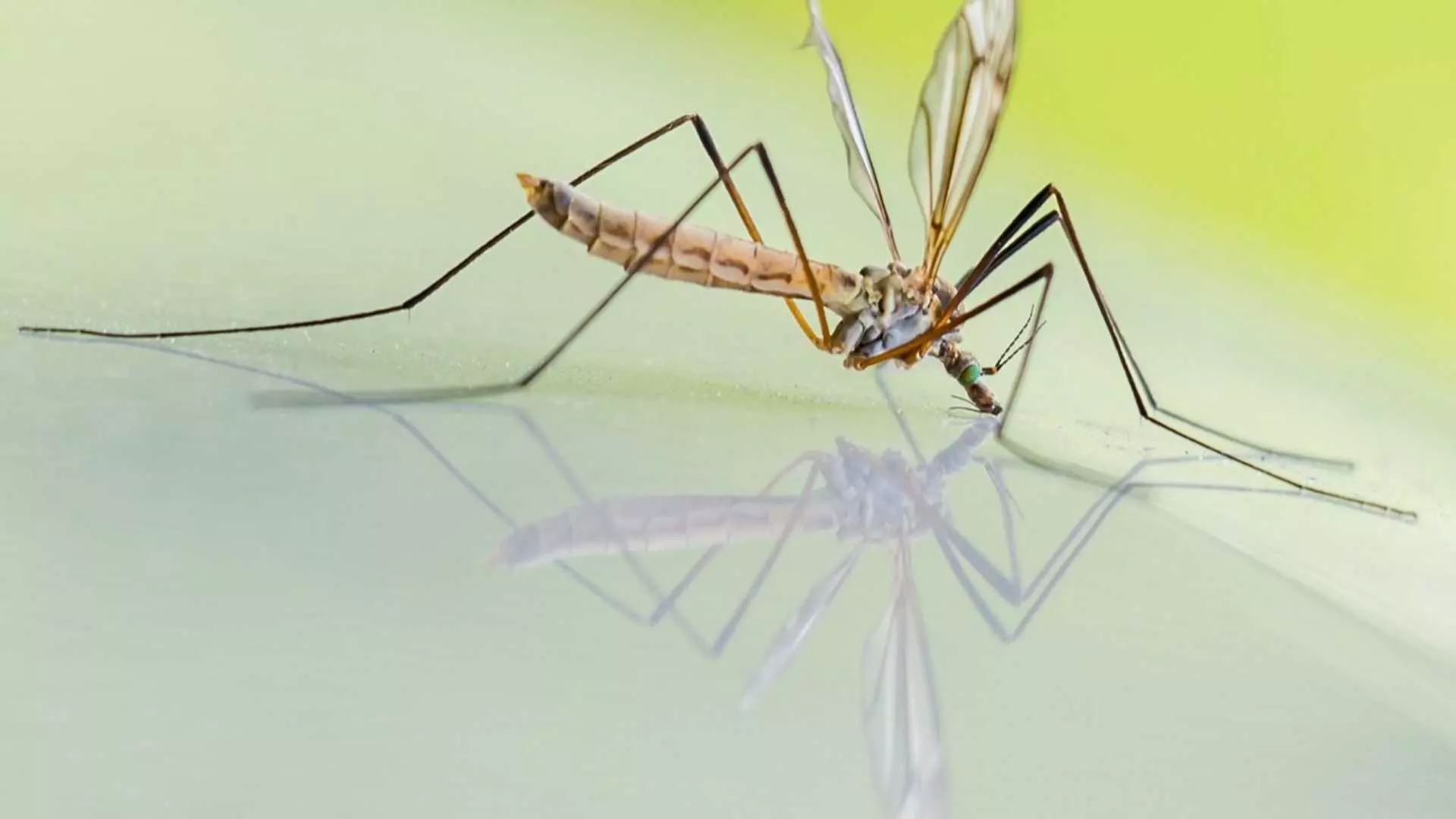 Идва сезонът на комарите. Какво трябва да знаем - полезна информаця