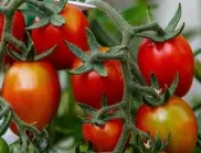 Кои грешки при засаждането на домати са фатални?