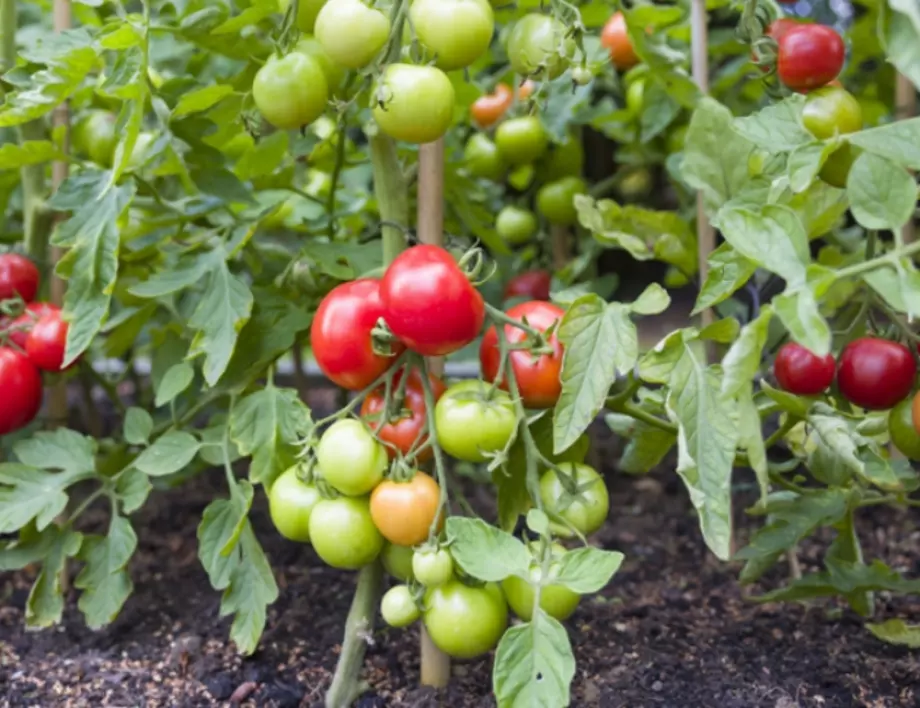 Кога се прави обеззаразяване на почвата за домати?
