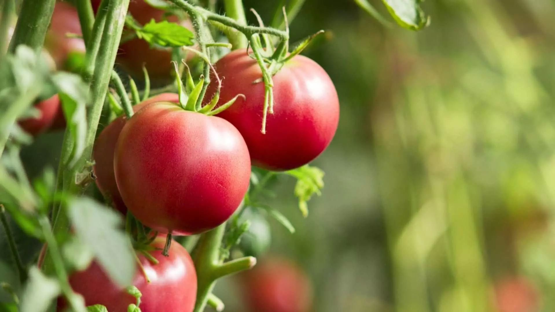 Как да изгоним черните мушички по доматите?