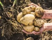 Отглеждане на картофи - митове и истини