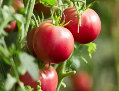 Кога йодът прави истински чудеса с доматите?