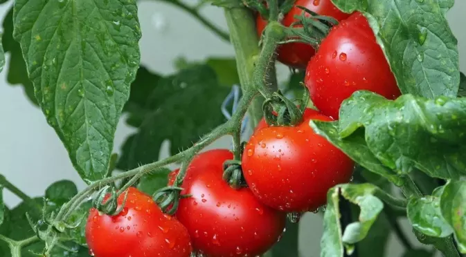 До каква височина се колтучат доматите?