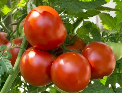 При цъфтеж: с какво трябва да се пръскат доматите?
